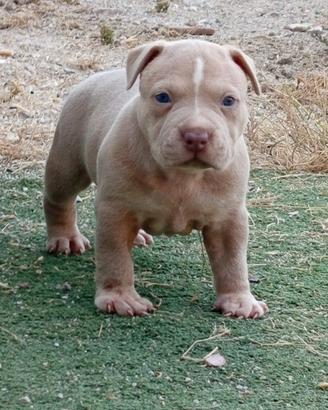 Pitbull ukc