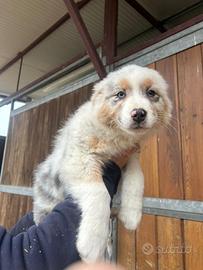 Cucciola femmina Australian shepherd