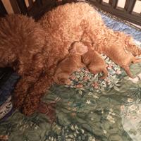 Barboncini Toy e Nani Fulvio Red pedigree ENCI