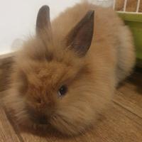 Coniglio testa di leone