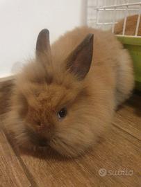 Coniglio testa di leone