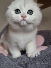 Scottish fold sunshine
