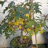 PREBONSAI DI DIVERSE TIPOLOGIE E DIMENSIONI