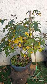 PREBONSAI DI DIVERSE TIPOLOGIE E DIMENSIONI