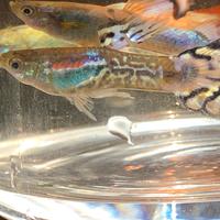 Guppy show,Guppy Ribbon,pesci tropicali