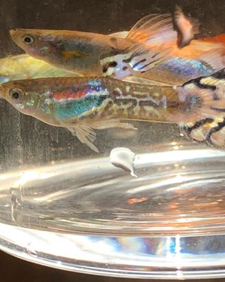 Guppy show,Guppy Ribbon,pesci tropicali