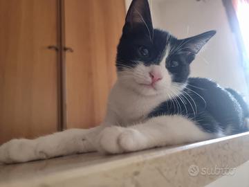 Gattini