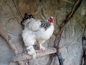 Galline ornamentali