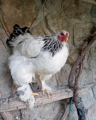 Galline ornamentali