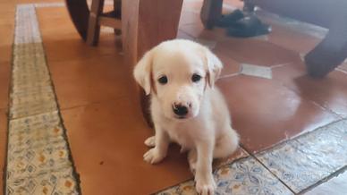 Labrador retriever