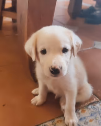 Labrador retriever