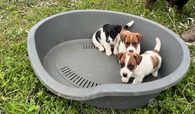 Jack Russel zampa corta disponibili