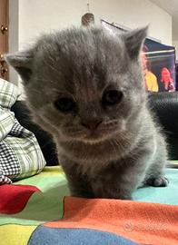 Cuccioli scottish straight stupendi ?