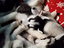 Immagine 5