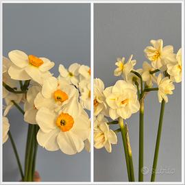 10 bulbi di narcisi profumati in 2 varietà