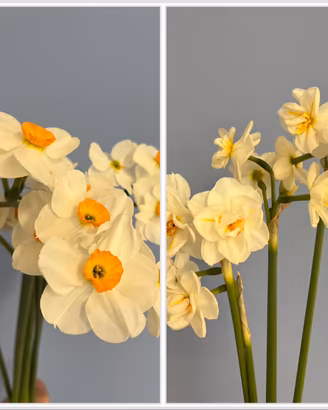 10 bulbi di narcisi profumati in 2 varietà
