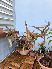 Nepenthes varie