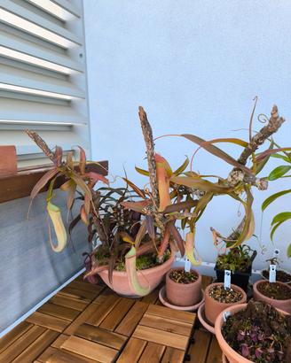 Nepenthes varie