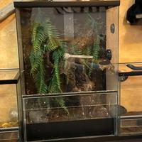 Teca per geki ciliatus