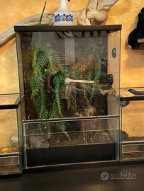 Teca per geki ciliatus