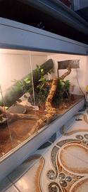 Boa costrictor