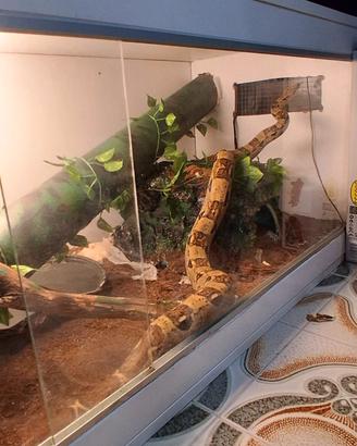 Boa costrictor