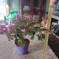 BONSAI BOUGAINVILLEA 33x15x10