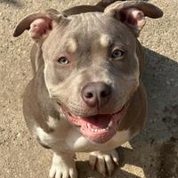 American Bully cucciola