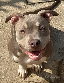 American Bully cucciola
