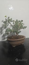 Bonsai di Lagerstroemia