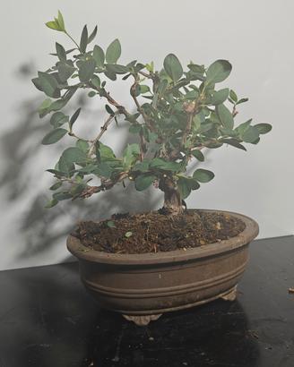 Bonsai di Lagerstroemia