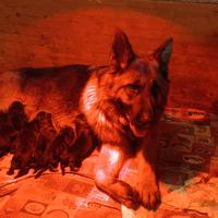 Cuccioli di pastore tedesco