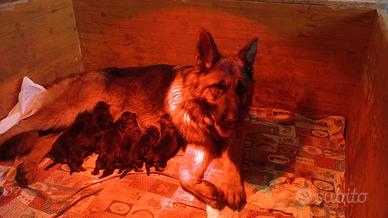 Cuccioli di pastore tedesco