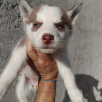 Husky cucciola occhi blu