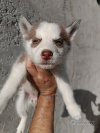 Husky cucciola occhi blu