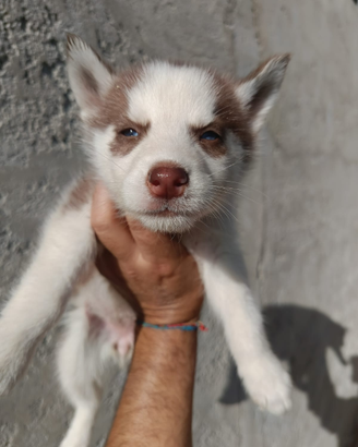 Husky cucciola occhi blu