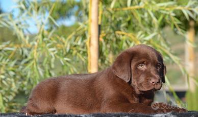 Cuccioli di Labrador chocolate