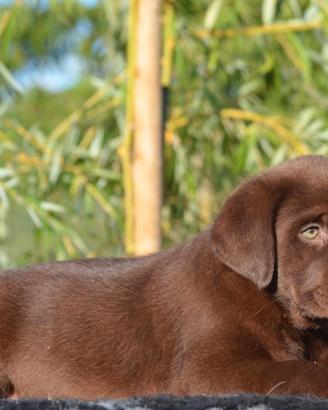 Cuccioli di Labrador chocolate