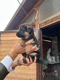 Cuccioli di pastore tedesco