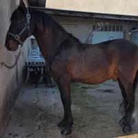 Cavallo per passeggiate e attacchi