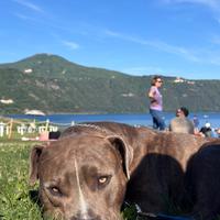Pitbull maschio di 2 anni e mezzo
