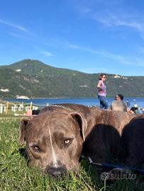 Pitbull maschio di 2 anni e mezzo