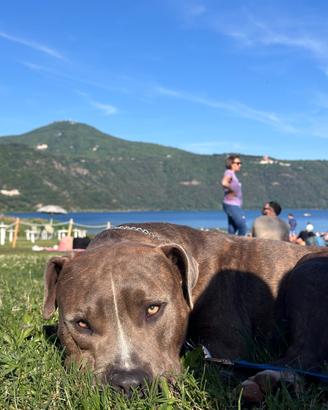 Pitbull maschio di 2 anni e mezzo