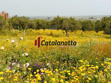 Terreno agricolo con uliveto e fabbricato