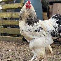 Gallo Brahma Columbia