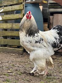 Gallo Brahma Columbia