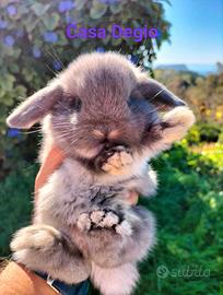 Conigli ariete nano mini lop