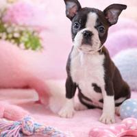 Guendalina boston terrier femmina
