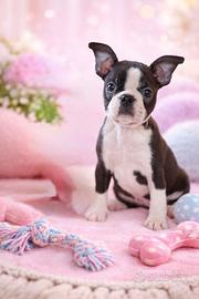 Guendalina boston terrier femmina
