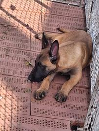 Pastore belga malinois